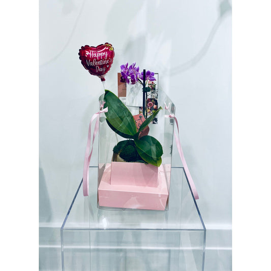 Phalaenopsis Piccola Orchid