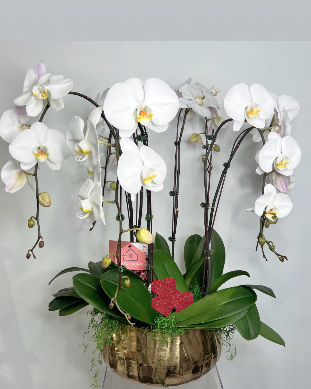 Elegant White Orchid Garden in Gold Vessel