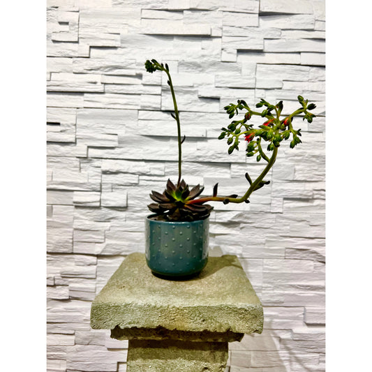 Succulent Plant