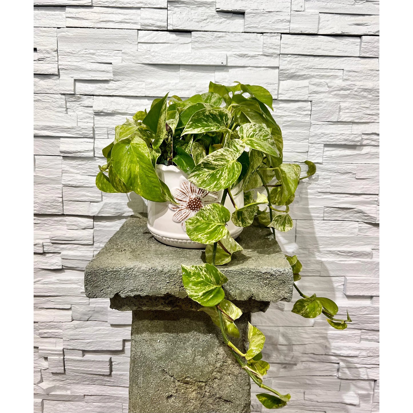 Pothos Marble Queen