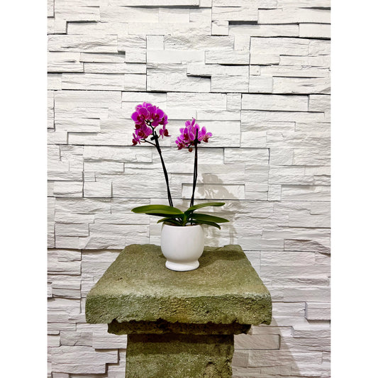Phalaenopsis Piccola Orchid