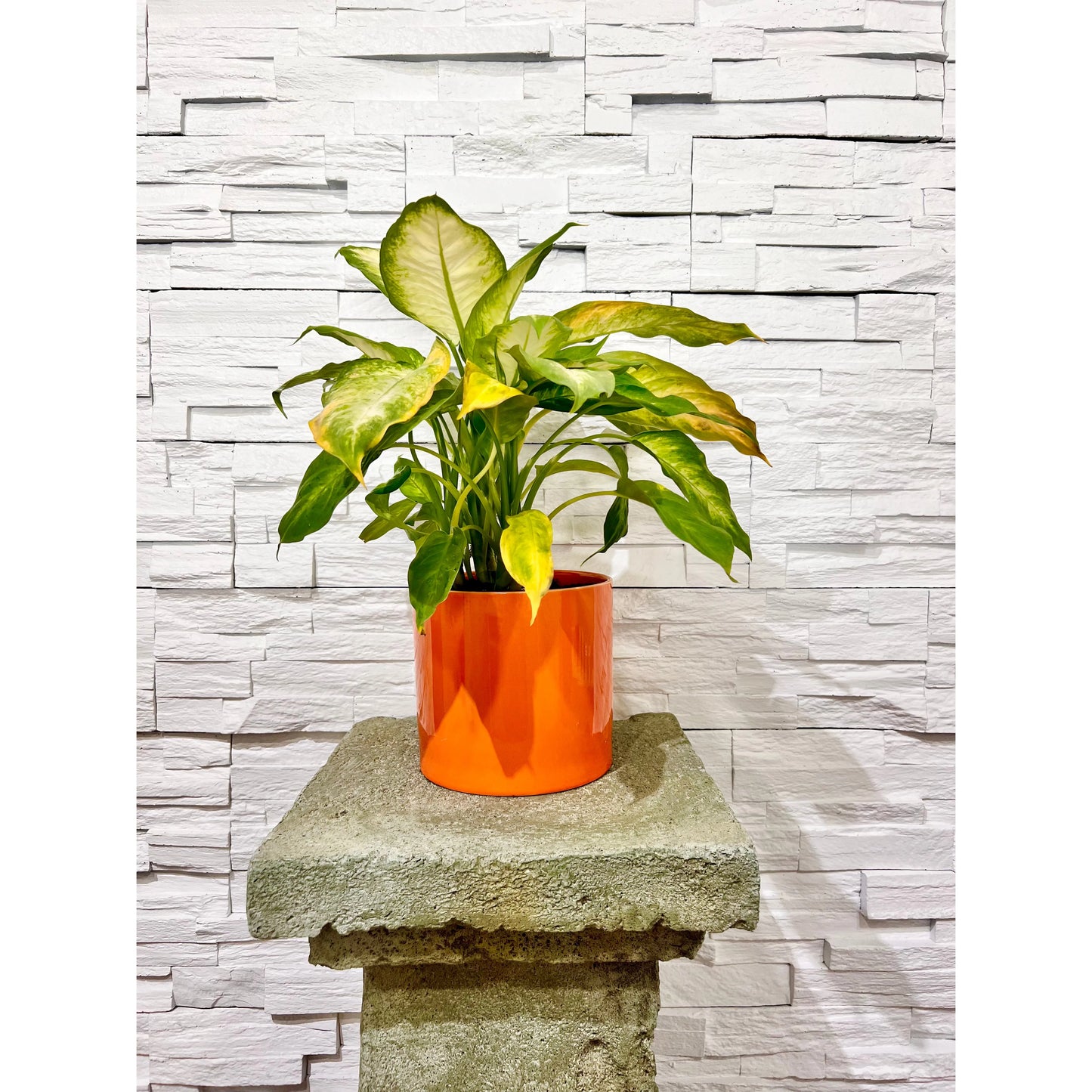 Dieffenbachia Plant