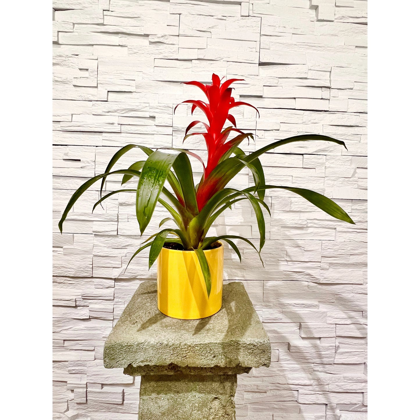 Bromeliad Tillandsia Plant