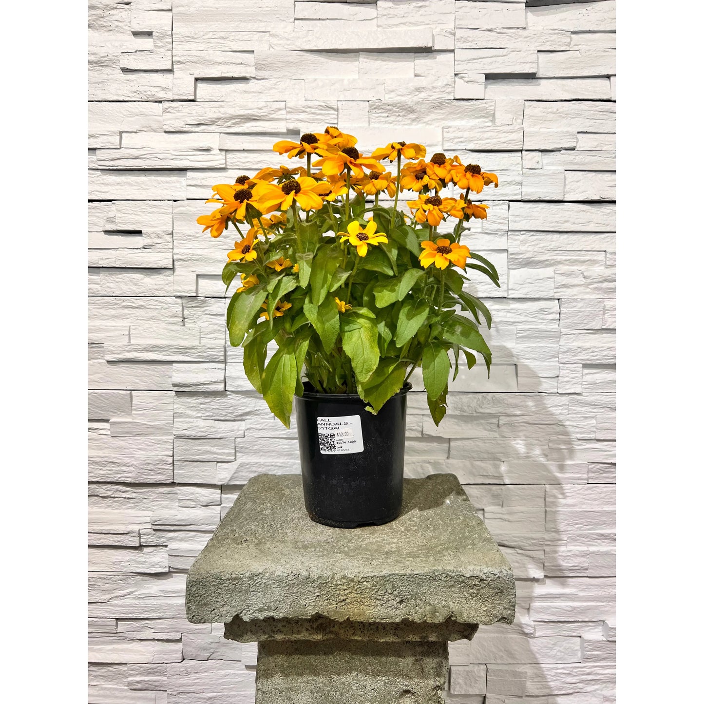 Black Eyed Susan