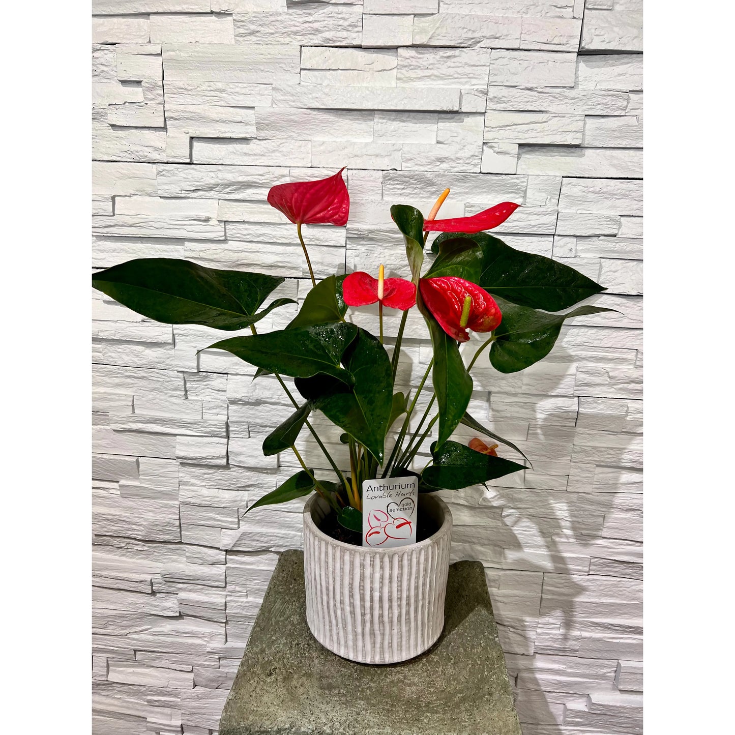 Anthurium Plant with Cement Pot