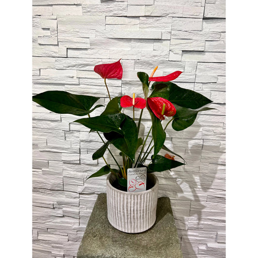 Anthurium Plant with Cement Pot