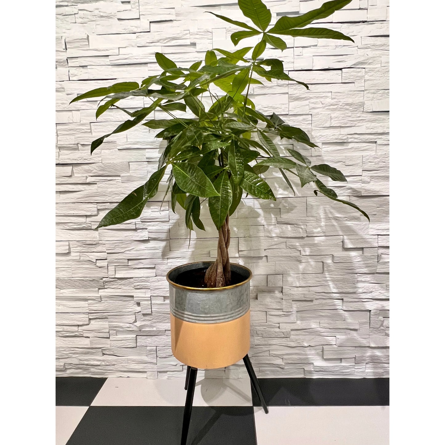 Pachira Aquatica - Money Tree