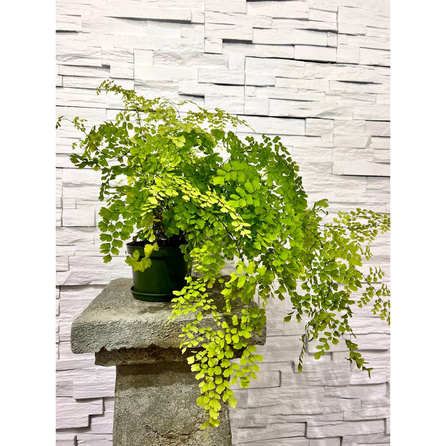 Fern Maidenhair - Adiantum Plant