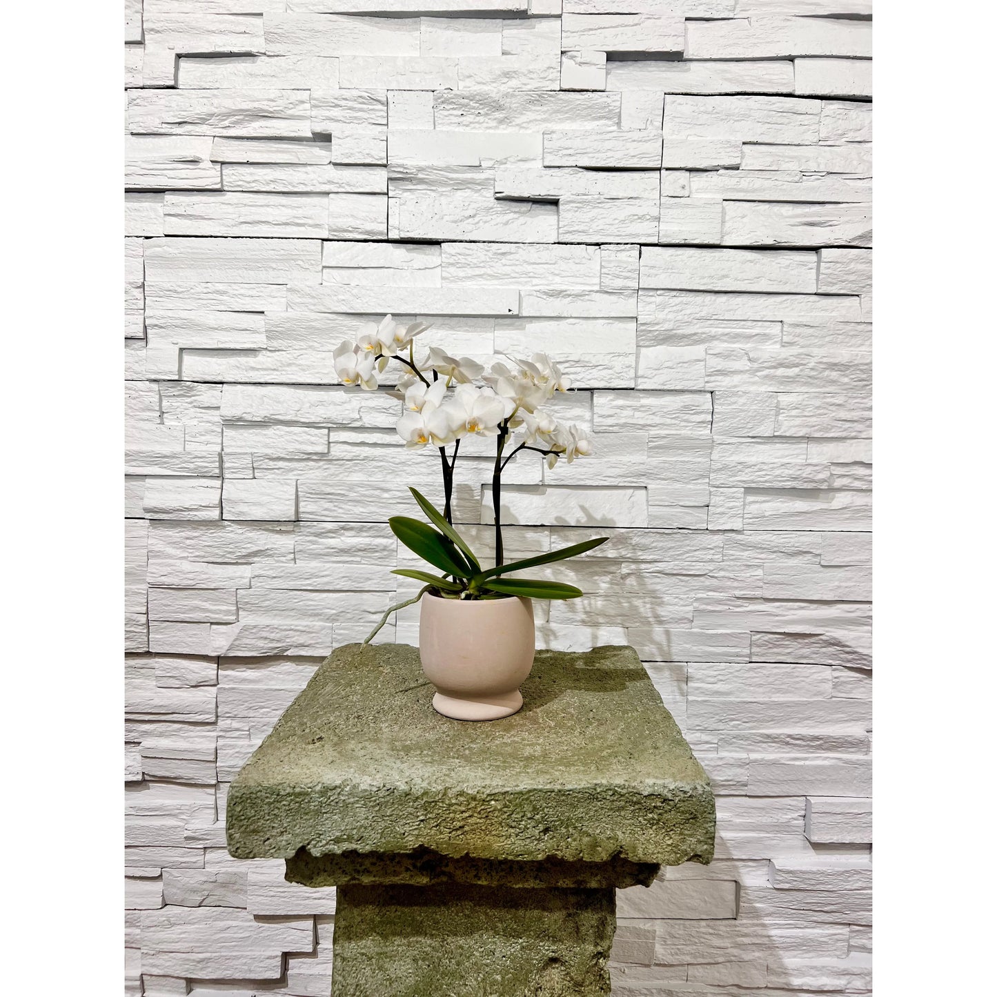 Phalaenopsis Piccola Orchid