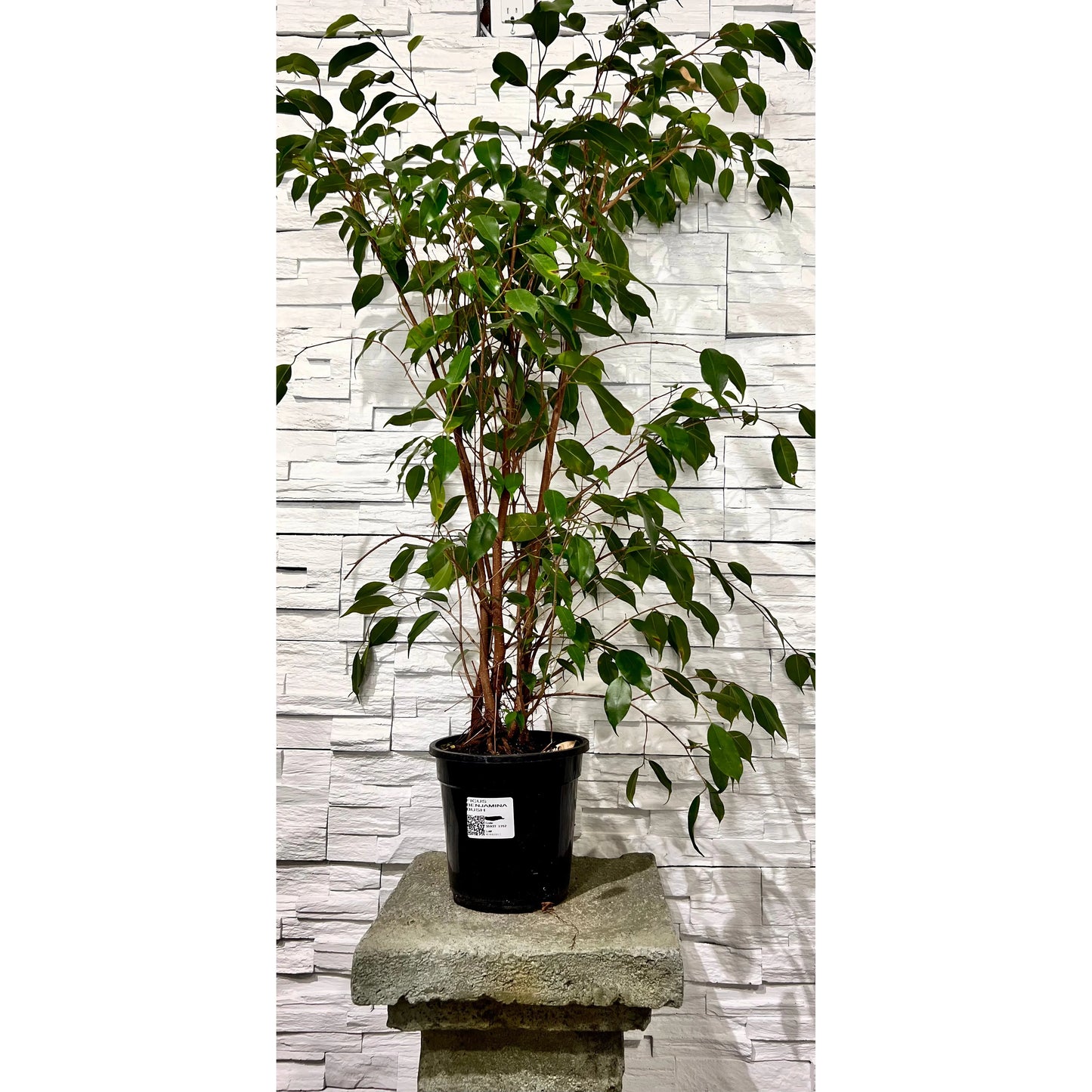 Ficus Benjamina Bush
