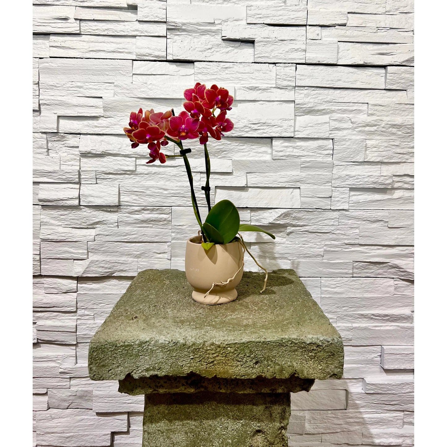 Phalaenopsis Piccola Orchid