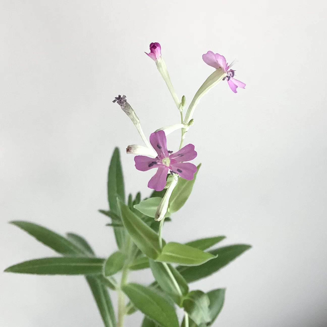 Plantable Greeting Cards