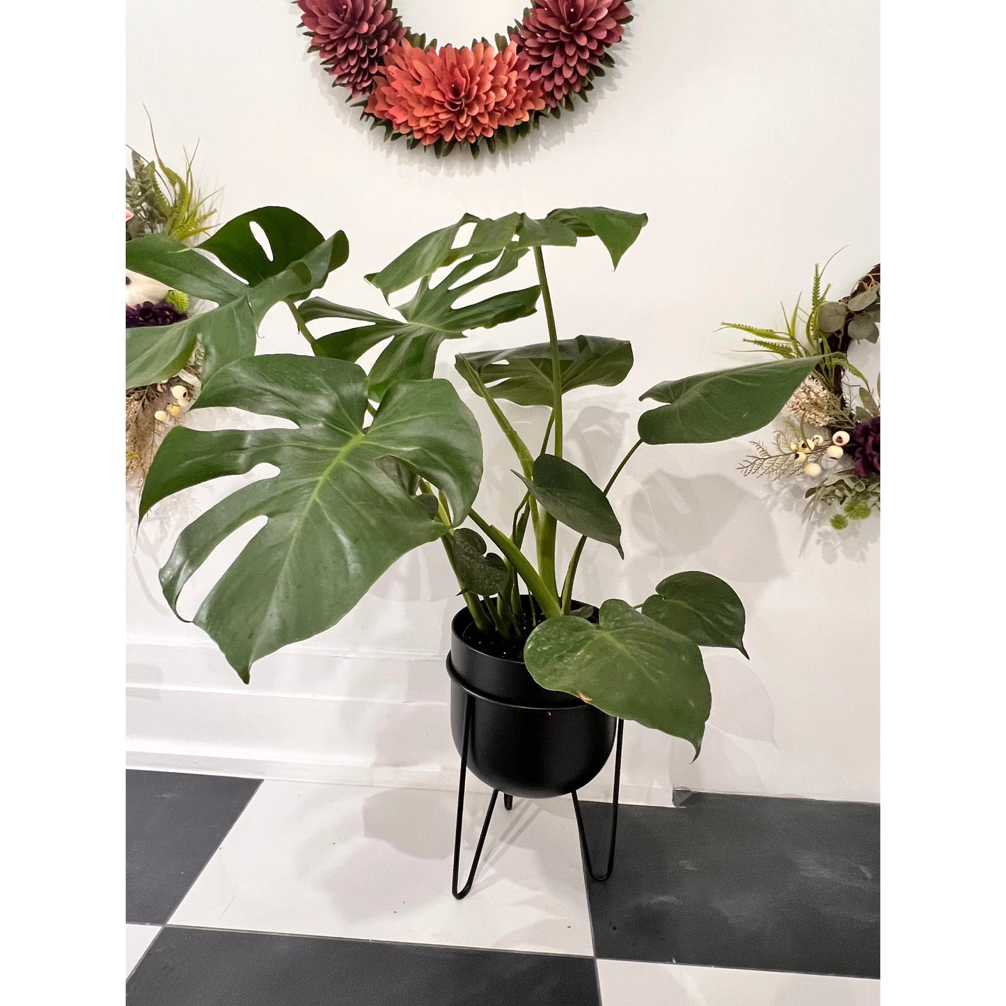 Monstera Split 10”