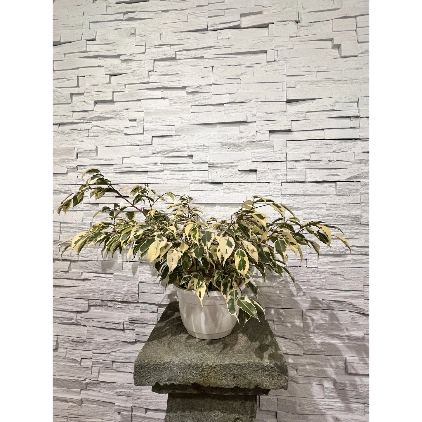 Ficus Starlight