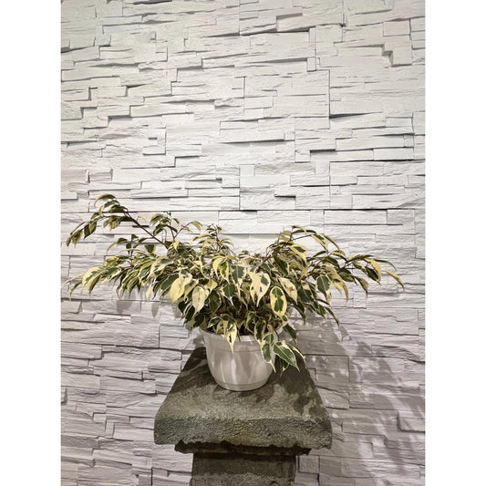 Ficus Starlight