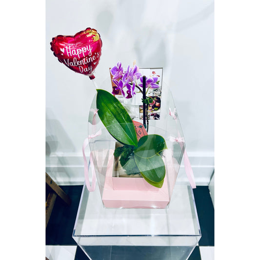 Phalaenopsis Piccola Orchid