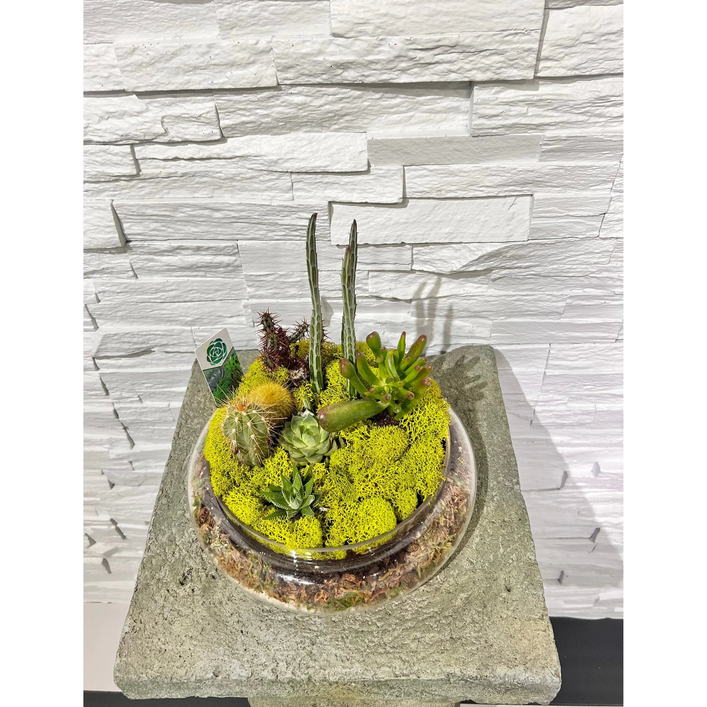 Terrarium Succulents Large