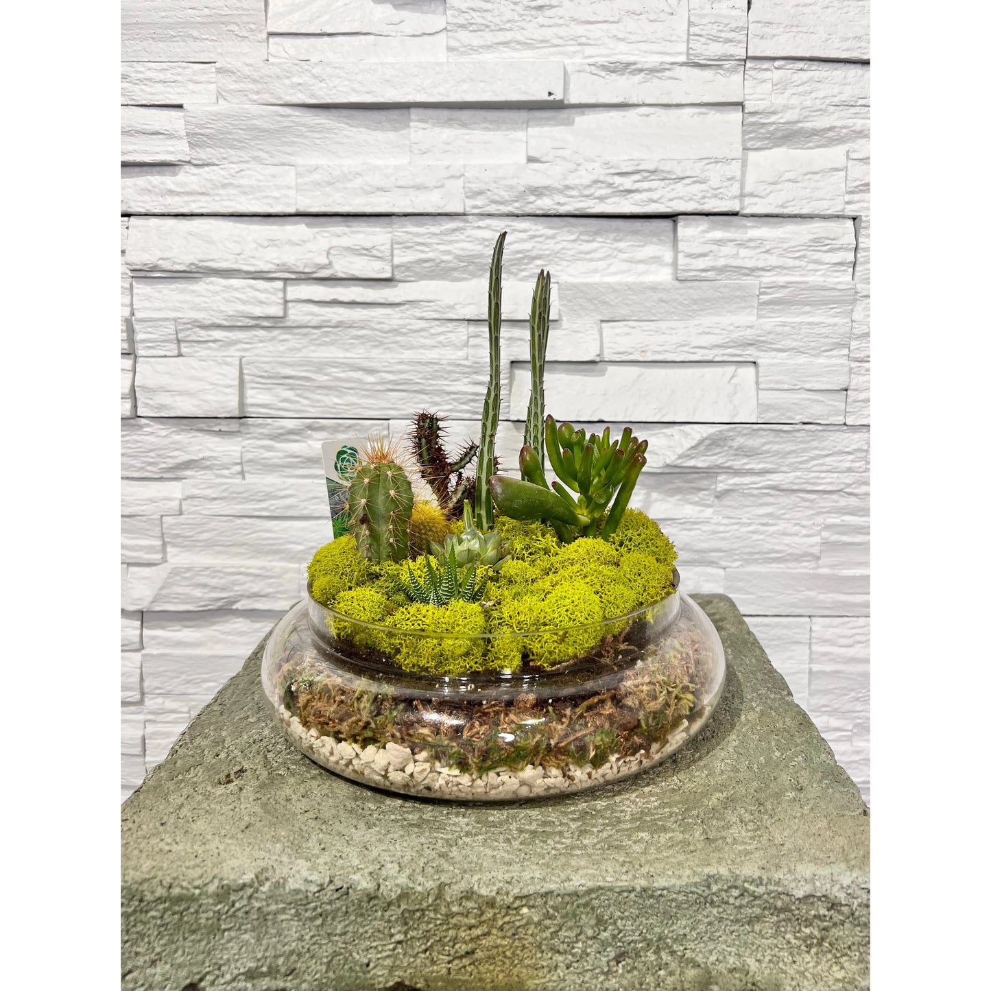 Terrarium Succulents Large