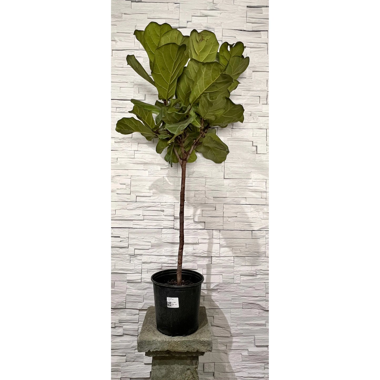 Ficus Lyrata Tree