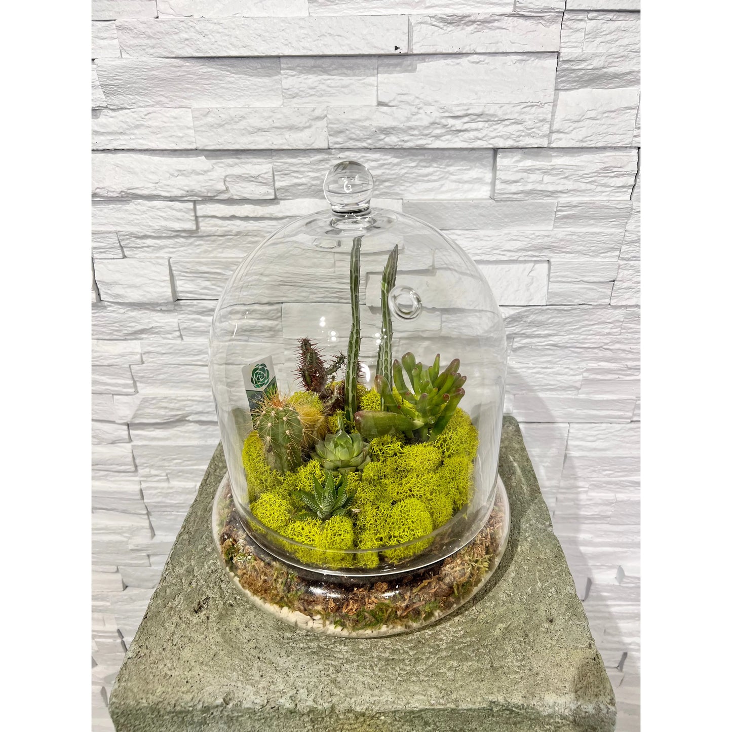 Terrarium Succulents Large