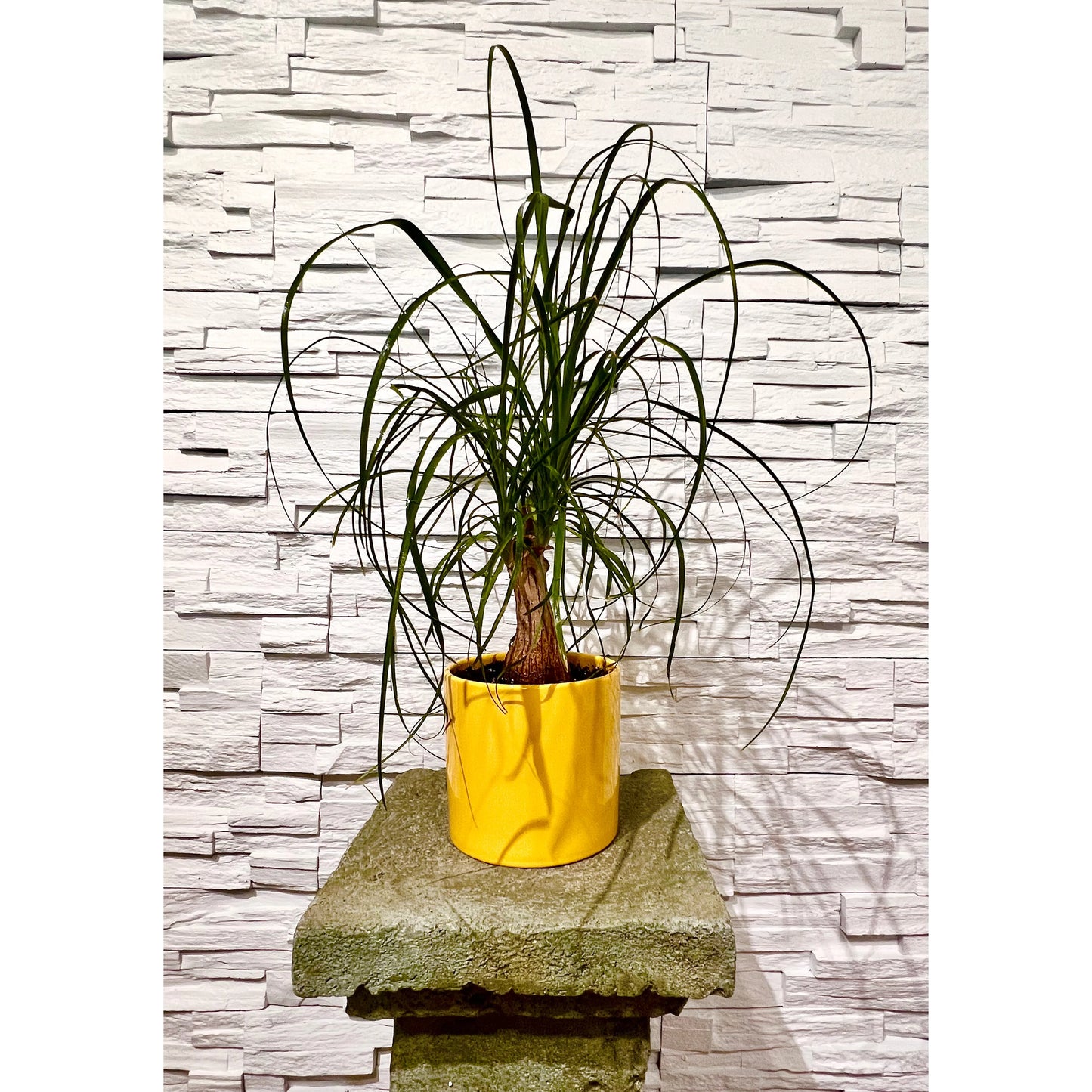 Ponytail Palm Plant