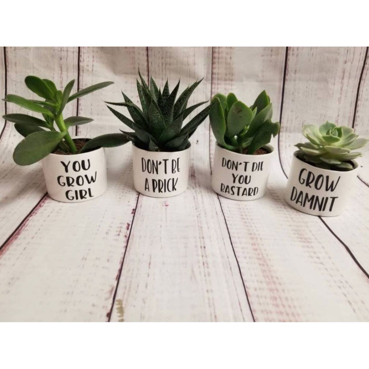 funny succulent pots Funny Succulent Pots