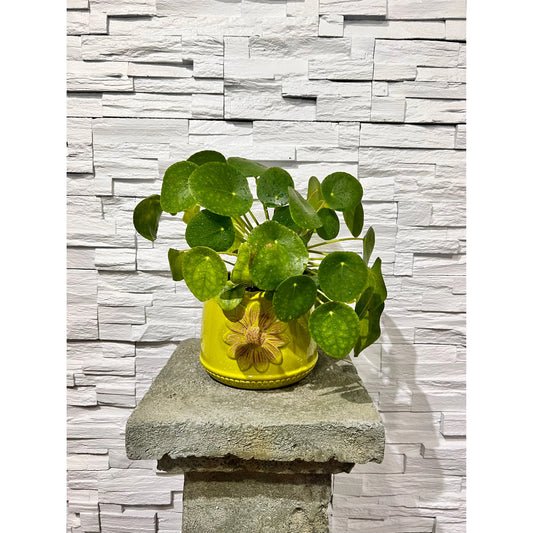 Pilea Peperomoides - Chinese Money Plant