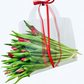 Tulip Kiss