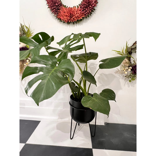 Monstera Split 10”