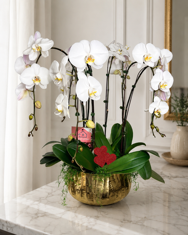 Elegant White Orchid Garden in Gold Vessel